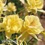 Aquilegia x caerulea 'Sunshine'
