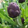Globe Artichoke 'Purple Globe'