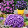 Aster 'Alpha Collection'