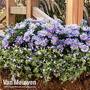 Aster 'Aqua Compact' (Autumn Jewels Series)