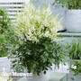 Astilbe chinensis 'Mojito'