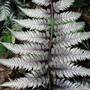 Athyrium niponicum var. pictum 'Burgundy Lace'