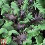 Kale 'Babyleaf Mix'