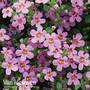Bacopa 'Baristo® Pink'
