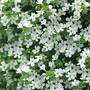 Bacopa 'Baristo® Snowflake'
