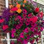 Hanging Basket Mix Pre-planted