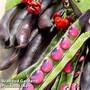Runner Bean 'Black Knight'
