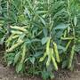 Broad Bean 'Luz de Otono'
