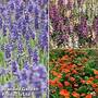 Bee Friendly Perennial Mix