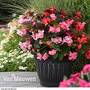 Begonia 'Mega-Watt'
