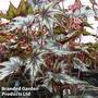 Begonia 'Little Brother Montgomery'