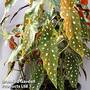 Begonia maculata 'Wightii'