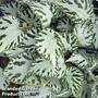 Begonia 'Silver Jewel'