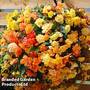 Begonia 'Apricot Shades' Preplanted Basket/Pot