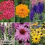 Best Value Perennial Collection