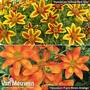 Bidens Hawaiian Flare Duo