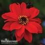 Dahlia 'Bishop of Llandaff'