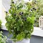 Lowberry® Blackberry 'Little Black Prince' (Dwarf)