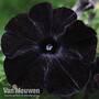 Petunia 'Crazytunia Back to Black'