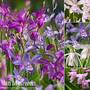 Bletilla Patio Collection