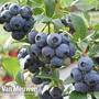 Blueberry 'Colour Bells Blue Patio' (Patio fruit)