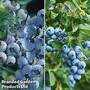 Blueberry 'Duo Collection'