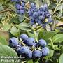 Blueberry Duo