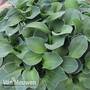 Hosta 'Blue Mouse Ears'