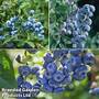 Blueberry 'Trio Collection'