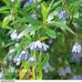 Bluebell Creeper
