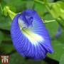 Bluebell Vine (House Plant Seeds)