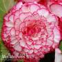 Begonia x tuberhybrida 'Giant Picotee Blush'