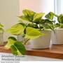 Philodendron scandens Brasil