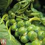 Brussels Sprout 'Bedford Fillbasket'