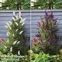 Buddleja 'Butterfly Towers Duo'