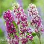 Buddleja 'Berries and Cream'