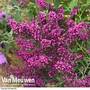 Buddleja 'Octopus'
