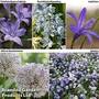 Spring Bulbs Mixed Flowering Collection