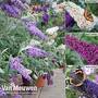 Buddleja 'Buzz® Collection'