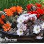 Hardy 'Garden Cactus'