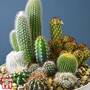 Cactus Mix (House Plant Seeds)