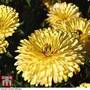Calendula officinalis 'Lemon Cream'