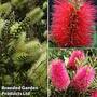 Callistemon Trio