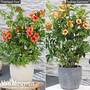 Campsis Duo