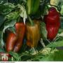 Sweet Pepper 'Candy Cane Red'