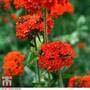 Lychnis chalcedonica