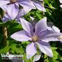 Clematis 'Sugar Sweet'