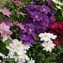 Nurseryman's Choice Clematis