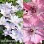 Clematis Duo