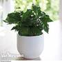 Coffea arabica (House Plant)
